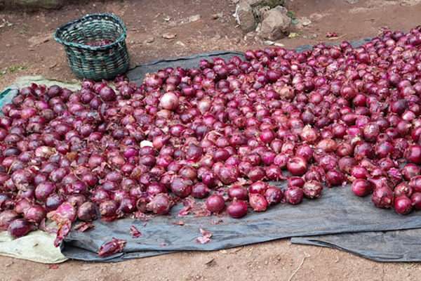 Zwiebeln kosten auf dem Markt in Kakamega 4 Euro für 5 Kilogramm.